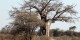Tanzanie - 2010-09 - 365 - Tarangire - Baobab troue par les elephants